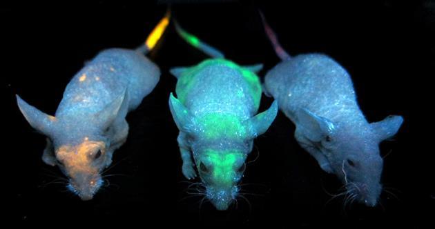 Three glowing mice  Research Chemistry World